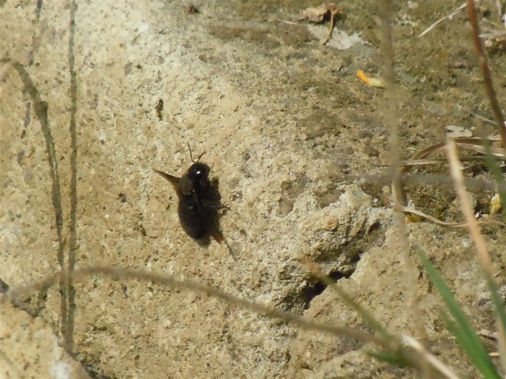 Xylocopa sp.